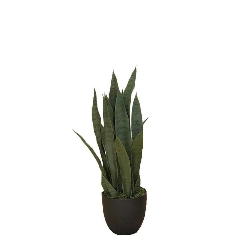 Must-Have Hrnková rostlina - SANSEWERIA
ZELENICA S