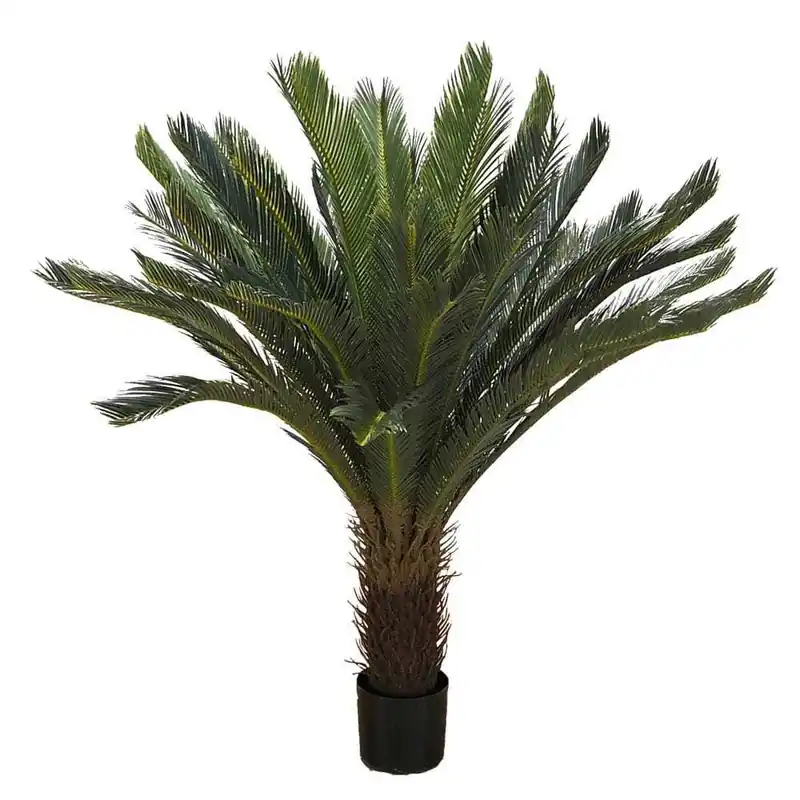 Akční Nabídka Hrnková rostlina -CYCAS DELUXE